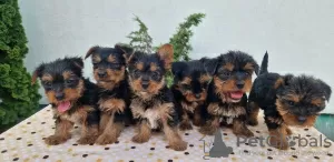 Zdjęcie №3. Szczenięta Yorkie Terrier. Serbia