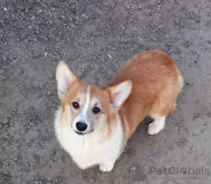 Dodatkowe zdjęcia: walijski corgi pembroke