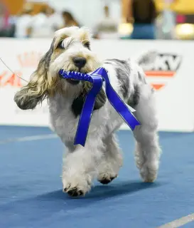 Zdjęcie №4. Sprzedam petit basset griffon vendéen w Moskwa. od żłobka - cena - 2427zł