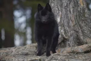 Zdjęcie №1. schipperke - na sprzedaż w Syktywkar | negocjowane | Zapowiedź №6572