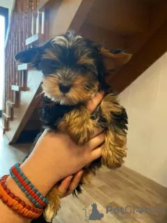 Zdjęcie №3. Szczeniak Mini Yorkshire Terrier. Niemcy