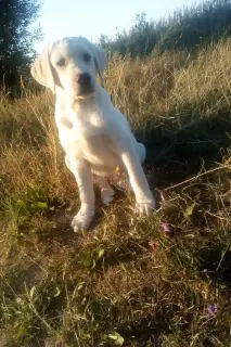 Zdjęcie №2 do zapowiedźy № 3126 na sprzedaż  labrador retriever - wkupić się Białoruś hodowca