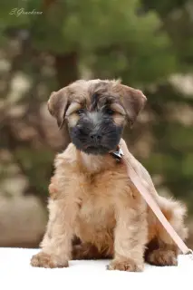 Dodatkowe zdjęcia: Szczenięta Irlandzki Soft Coated Wheaten Terrier.