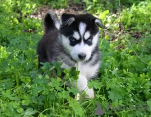 Zdjęcie №3. Wspaniałe szczenięta Siberian Husky. USA