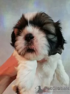 Zdjęcie №3. Rasowe szczenięta Shih Tzu. Litwa