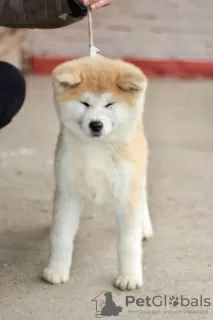 Dodatkowe zdjęcia: Akita Inu