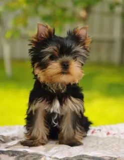 Dodatkowe zdjęcia: Chłopcy Yorkshire terrier na sprzedaż!