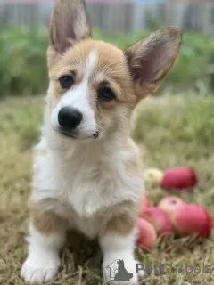 Dodatkowe zdjęcia: Szczeniaki Welsh Corgi