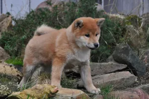 Zdjęcie №3. Suka Shiba Inu. Federacja Rosyjska