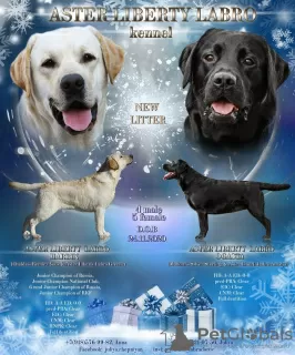 Zdjęcie №1. labrador retriever - na sprzedaż w Miasto Krymsk | 2260zł | Zapowiedź №9158