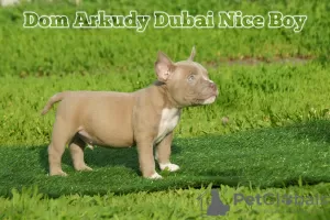 Zdjęcie №4. Sprzedam american bully w Saratov. od żłobka, hodowca - cena - 5157zł