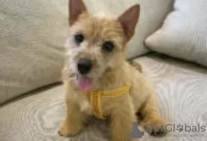 Zdjęcie №2 do zapowiedźy № 126984 na sprzedaż  norwich terrier - wkupić się Niemcy prywatne ogłoszenie