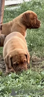 Dodatkowe zdjęcia: Dogue de Bordeaux szczenięta