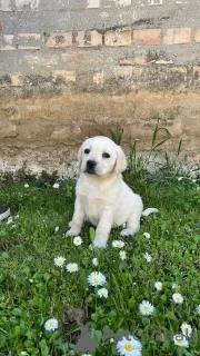 Zdjęcie №1. labrador retriever - na sprzedaż w Jakovo | negocjowane | Zapowiedź №100940