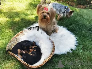 Zdjęcie №2 do zapowiedźy № 36952 na sprzedaż  yorkshire terrier - wkupić się Federacja Rosyjska prywatne ogłoszenie