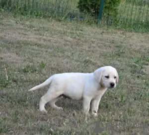 Zdjęcie №4. Sprzedam labrador retriever w Stubline. hodowca - cena - negocjowane