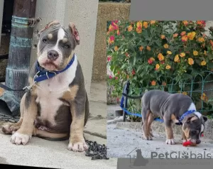 Zdjęcie №1. american bully - na sprzedaż w Trieste | negocjowane | Zapowiedź №109505