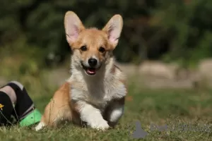 Zdjęcie №1. welsh corgi - na sprzedaż w Zaporoże | 2930zł | Zapowiedź №79316