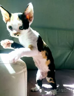 Dodatkowe zdjęcia: Kocięta Devon Rex