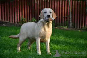 Zdjęcie №1. labrador retriever - na sprzedaż w Киурувеси | 4604zł | Zapowiedź №113540