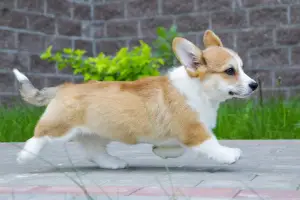 Zdjęcie №2 do zapowiedźy № 2535 na sprzedaż  welsh corgi - wkupić się Federacja Rosyjska prywatne ogłoszenie