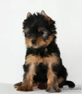 Zdjęcie №4. Sprzedam yorkshire terrier w Mińsk. hodowca - cena - 2033zł