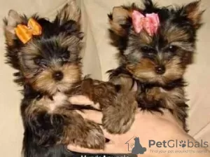 Zdjęcie №1. yorkshire terrier - na sprzedaż w Agios Nikolaos | 1674zł | Zapowiedź №96215