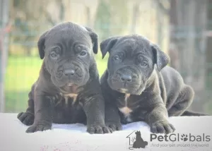 Dodatkowe zdjęcia: Szczenięta Cane Corso