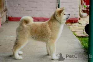 Dodatkowe zdjęcia: Akita Inu