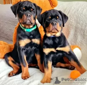 Zdjęcie №1. rottweiler - na sprzedaż w Warszawa | 5023zł | Zapowiedź №63285