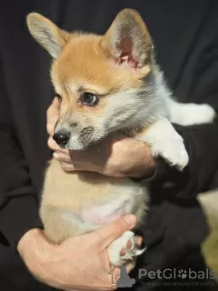 Zdjęcie №3. Szczeniak walijski Corgi Pembroke. Białoruś