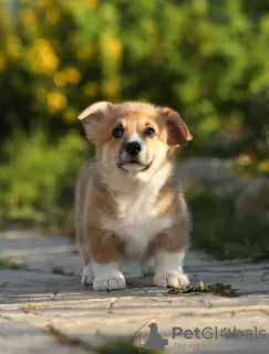 Dodatkowe zdjęcia: Szczeniaki Welsh Corgi Pembroke