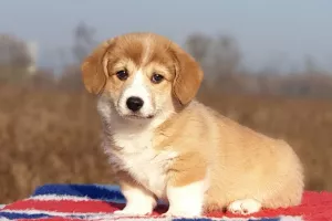 Zdjęcie №2 do zapowiedźy № 5750 na sprzedaż  welsh corgi - wkupić się Ukraina prywatne ogłoszenie, hodowca