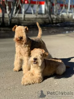 Zdjęcie №1. lakeland terrier - na sprzedaż w Nieftiekamsk | negocjowane | Zapowiedź №42301