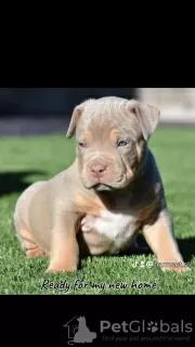 Zdjęcie №1. american bully - na sprzedaż w Ohiopyle | 3961zł | Zapowiedź №92655