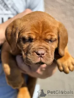 Dodatkowe zdjęcia: Dog de Bordeaux szczenięta