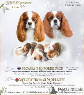 Zdjęcie №1. cavalier king charles spaniel - na sprzedaż w Dyneburg | negocjowane | Zapowiedź №94544