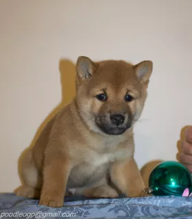 Zdjęcie №3. Szczenięta Shiba Inu. Federacja Rosyjska