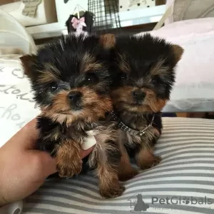 Zdjęcie №2 do zapowiedźy № 87013 na sprzedaż  maltańczyk, pudel (zabawka), yorkshire terrier - wkupić się USA prywatne ogłoszenie, ze schronu