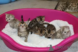 Zdjęcie №3. Śliczne kocięta bengalskie są już dostępne do adopcji. Hiszpania