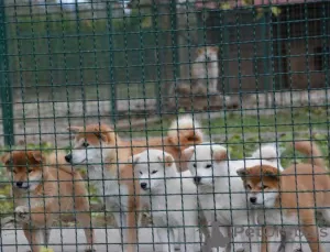 Dodatkowe zdjęcia: Szczenięta Shiba Inu