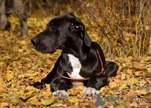 Dodatkowe zdjęcia: Hodowla FolkDogów