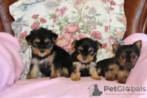 Zdjęcie №1. yorkshire terrier - na sprzedaż w Барсена-де-Сисеро | 628zł | Zapowiedź №40101