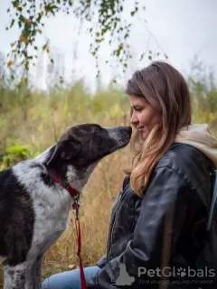 Dodatkowe zdjęcia: Dobroduszny Nick szuka domu!