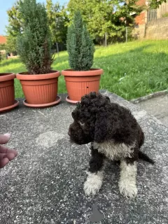 Dodatkowe zdjęcia: Lagotto Romagnolo szczenięta