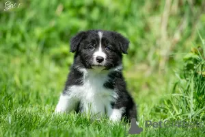 Zdjęcie №2 do zapowiedźy № 10708 na sprzedaż  border collie - wkupić się Federacja Rosyjska od żłobka