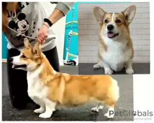 Dodatkowe zdjęcia: szczenięta welsh corgi pembroke