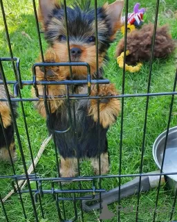 Zdjęcie №1. yorkshire terrier - na sprzedaż w Pittsburgh | 1910zł | Zapowiedź №12065