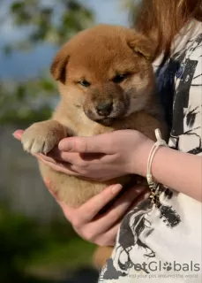 Zdjęcie №4. Sprzedam shiba w Mińsk. od żłobka - cena - negocjowane