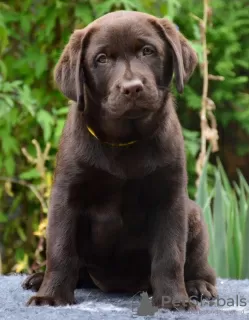 Dodatkowe zdjęcia: Szczeniak labradora